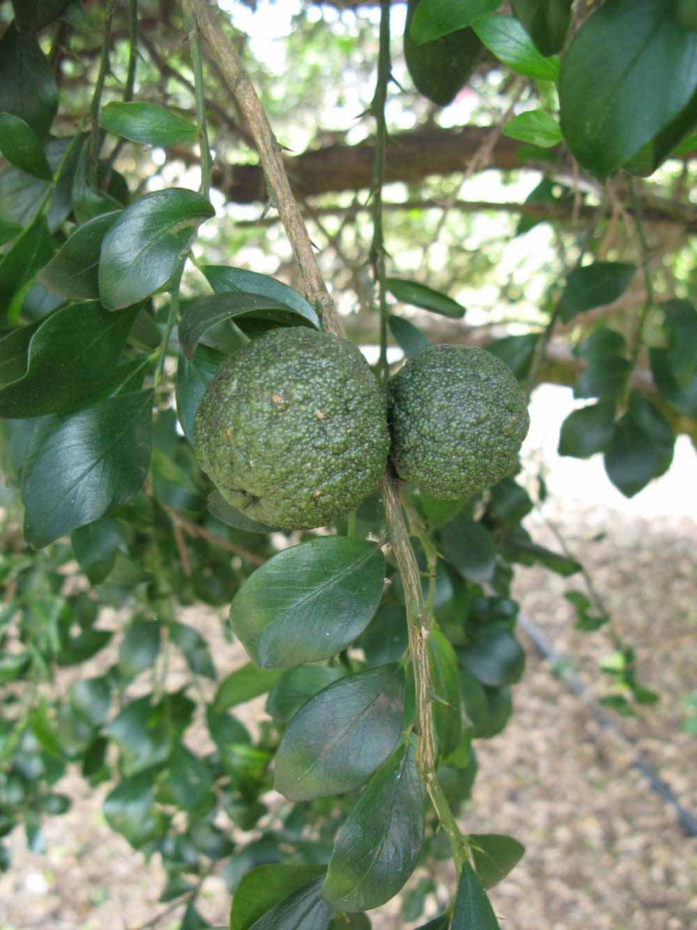              Fruit (Winter Haven, FL)       